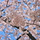 隅田公園の桜