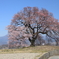 わに塚の桜