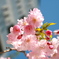 モモの花