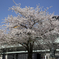 sakura＠nihombashi