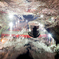 夜桜