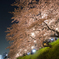 乙川の夜桜