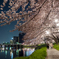 乙川と夜桜