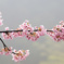 霧の中の河津桜