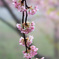河津桜