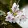 すきまから咲く桜
