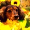 愛犬