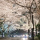 六本木桜坂