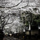 桜トンネル