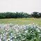 凛とした花
