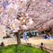 大阪(堀江)にある公園の桜