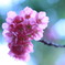 桜スポット