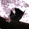 "sakura"background
