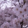 Someiyoshino