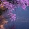 水鏡の紫桜