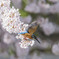 サクラの花とカワセミさん