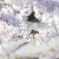 オサカナを持って帰らないと・・・