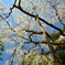 車折神社・溪仙桜