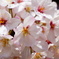 桜満開