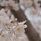 桜☆満開