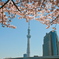 スカイツリーと桜3