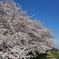 満開の桜