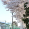 桜満開の埼玉スタジアム