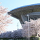桜と埼玉スタジアム