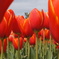Tulipa　２