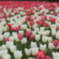 Tulipa　３