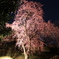 塩竈神社　桜