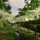 夜桜2