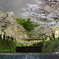 夜桜6