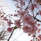 透ける桜