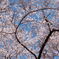 桜と空