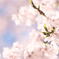 桜Ⅰ