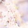 桜Ⅱ