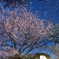 sakura reflextion