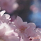 しだれ桜