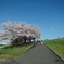 青空と桜