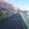 桜並木