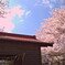 桜の壱
