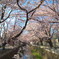 桜の弐