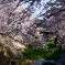 夙川満開　３