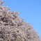 権現堂　桜　満開２
