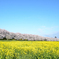 権現堂　桜　満開３