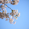 権現堂　桜　満開４