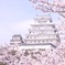 姫路城　桜