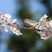 美味しそうな桜が一杯