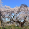 般若院・枝垂桜